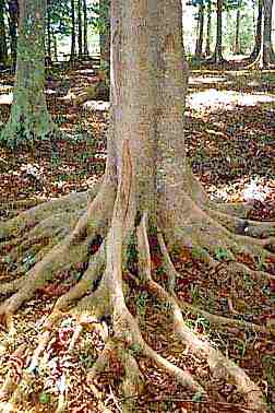 Rudraksha tree